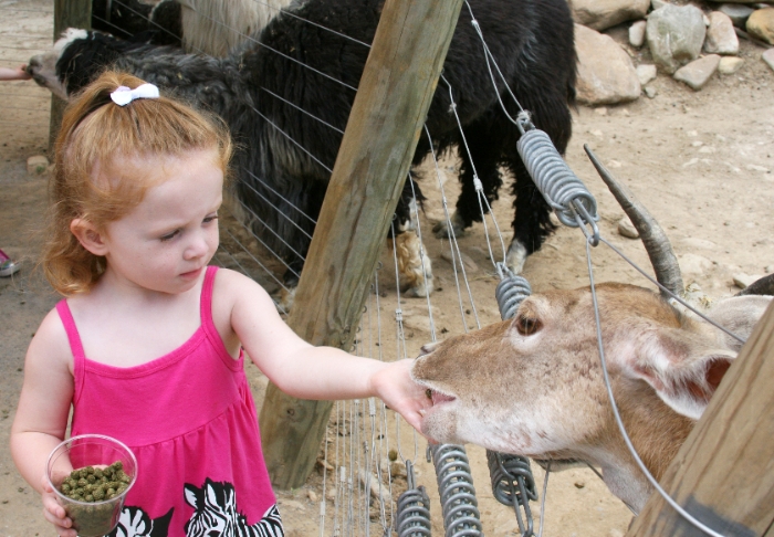 Amber gets her Goat